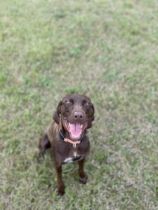 Mocha